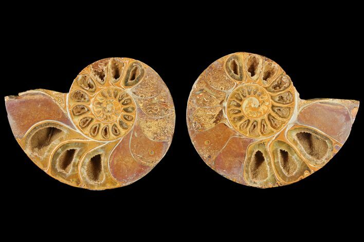 Cut & Polished Agatized Ammonite Fossil- Jurassic #131747